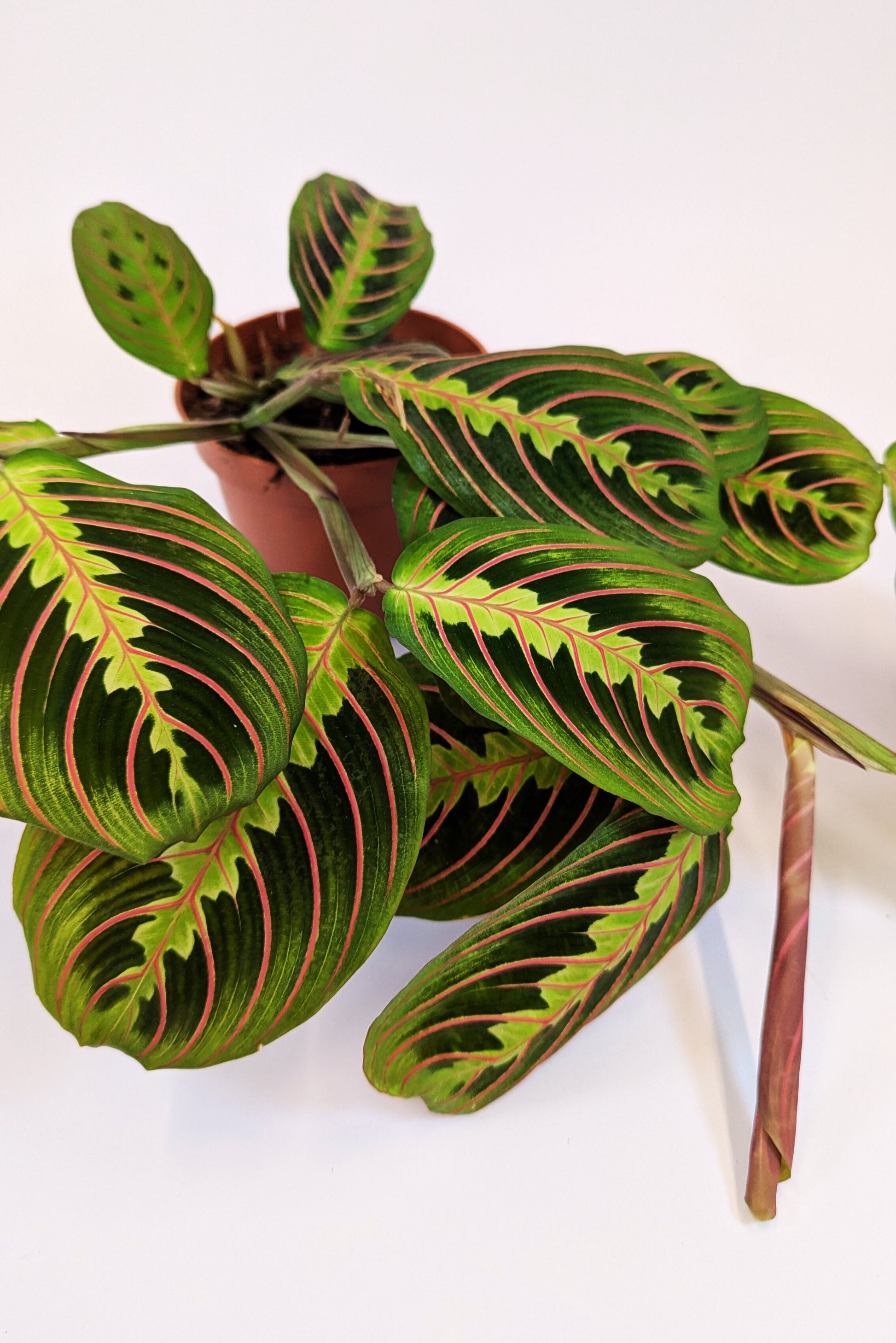 Maranta Leuconeura Fascinata 12cm Pot House Plant