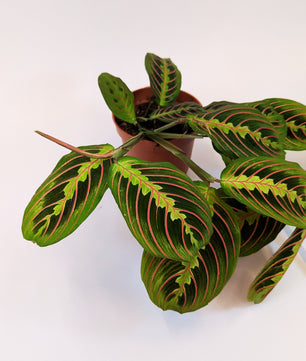 Maranta Leuconeura Fascinata 12cm Pot House Plant