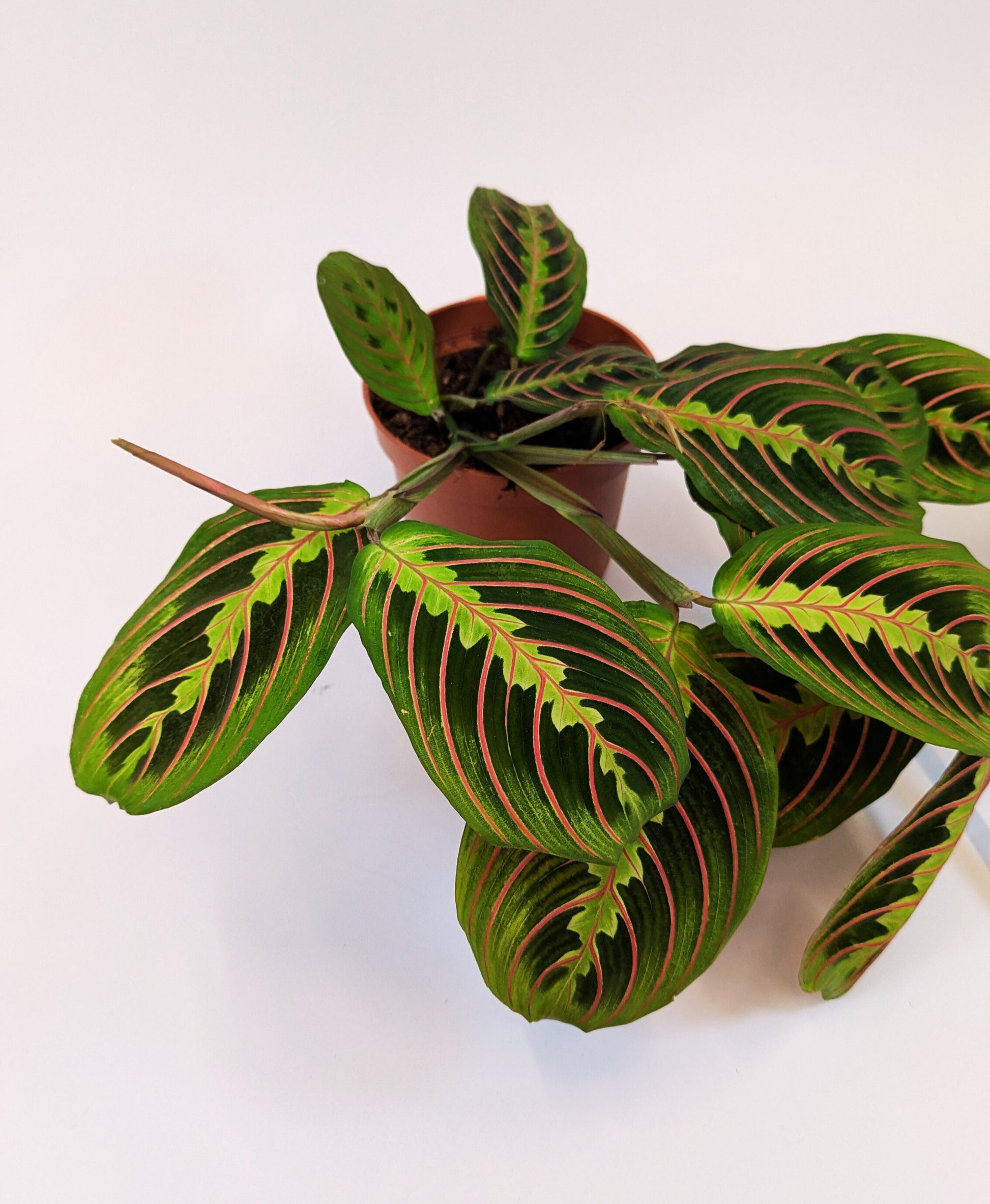 Maranta Leuconeura Fascinata 12cm Pot House Plant