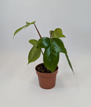 Philodendron Florida Green 12Ø 25cm