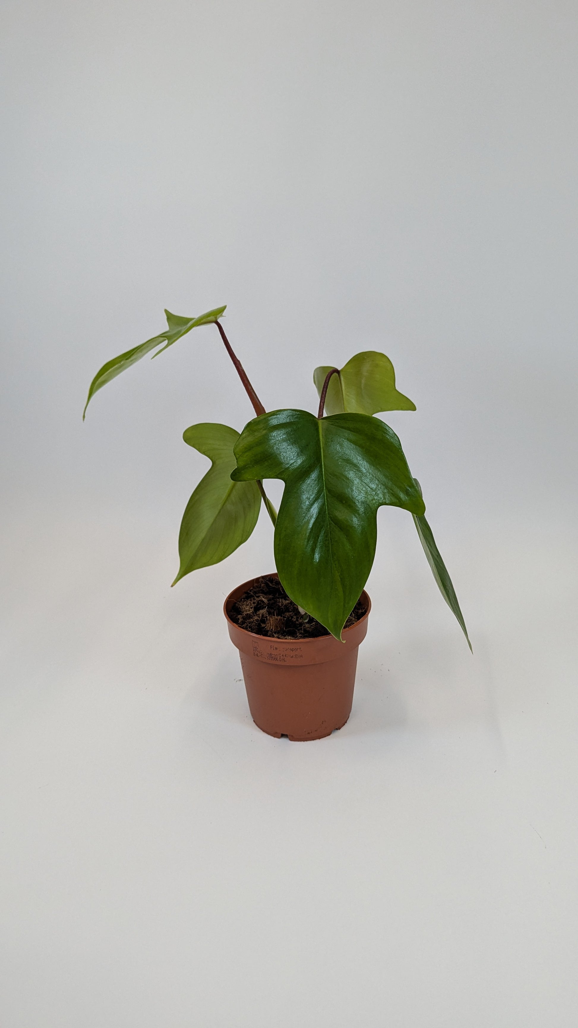 florida green philodendron Philodendron Florida Green 12Ø 25cm – The Plant Emporium
