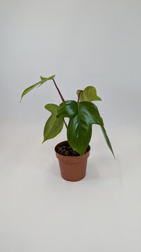 Philodendron Florida Green 12Ø 25cm