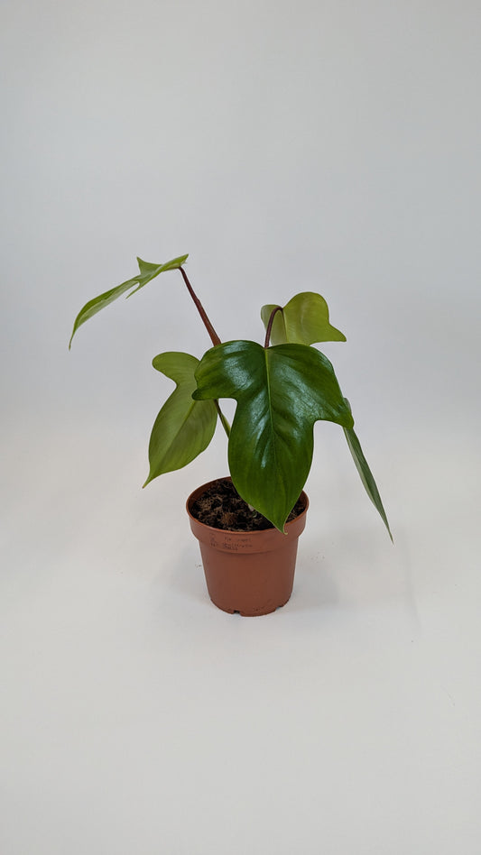 Philodendron Florida Green 12Ø 25cm