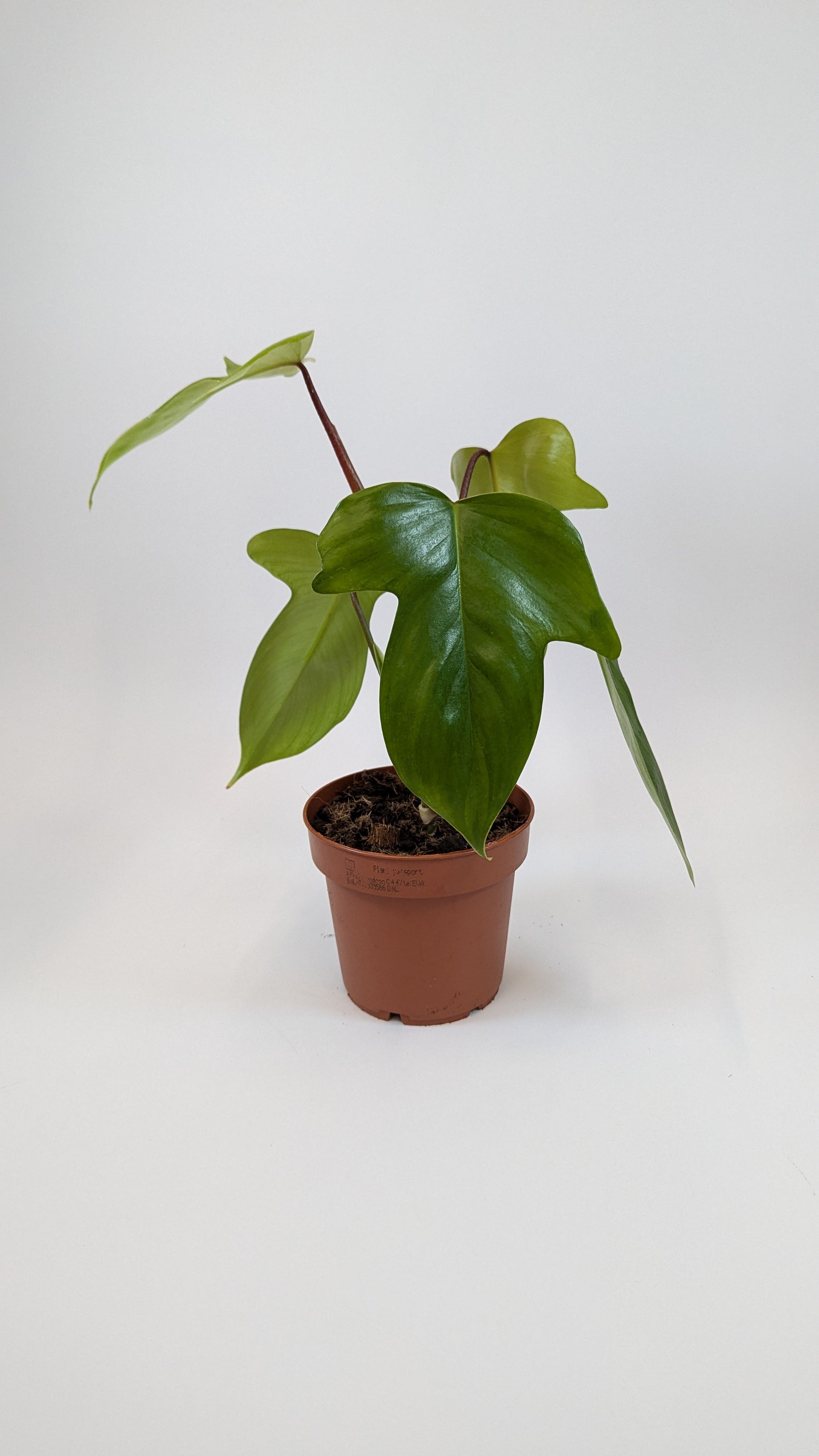 Philodendron Florida Green 12Ø 25cm