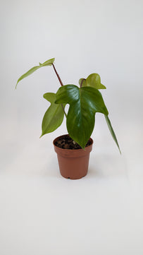 Philodendron Florida Green 12Ø 25cm