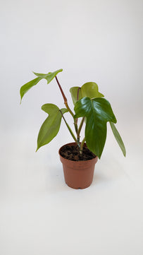 Philodendron Florida Green 12Ø 25cm