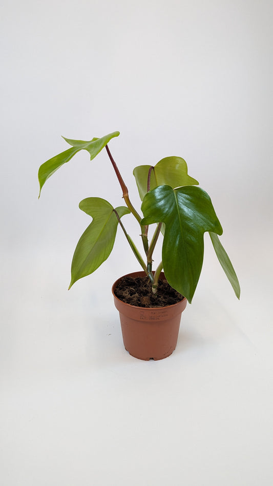 Philodendron Florida Green 12Ø 25cm