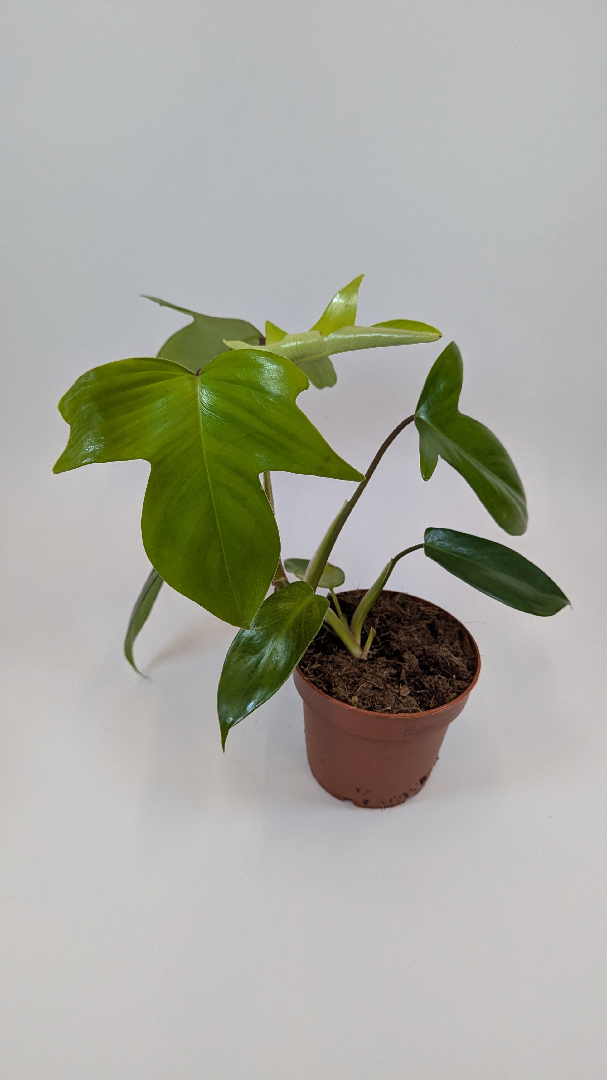 Philodendron Florida Green 12Ø 25cm