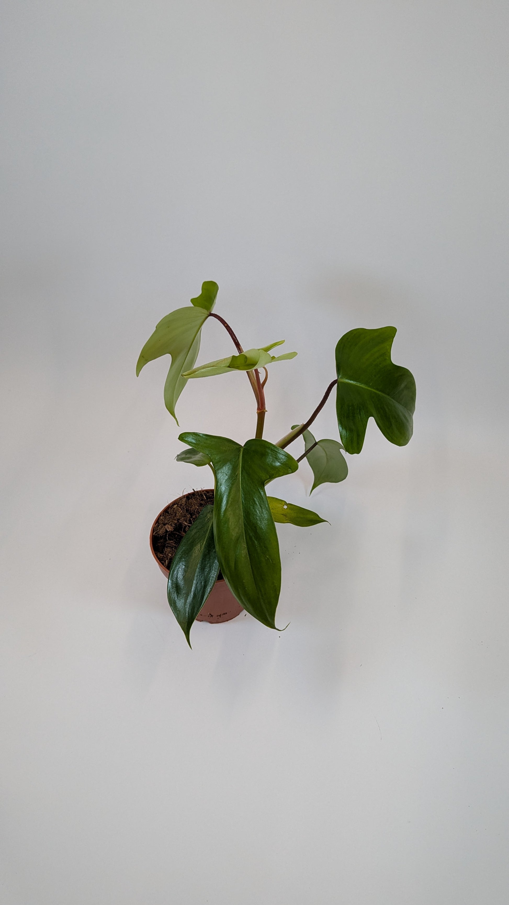 Philodendron Florida Green 12Ø 25cm