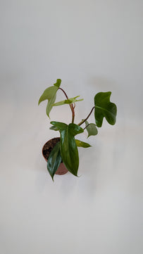 Philodendron Florida Green 12Ø 25cm