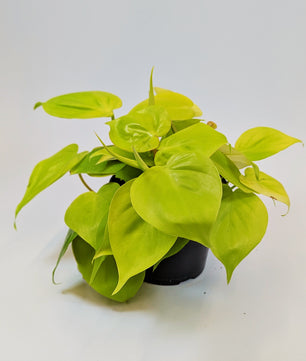 25cm Philodendron Lemon Mican 12cm Pot Houseplant