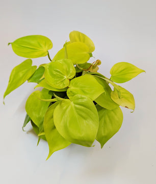 25cm Philodendron Lemon Mican 12cm Pot Houseplant