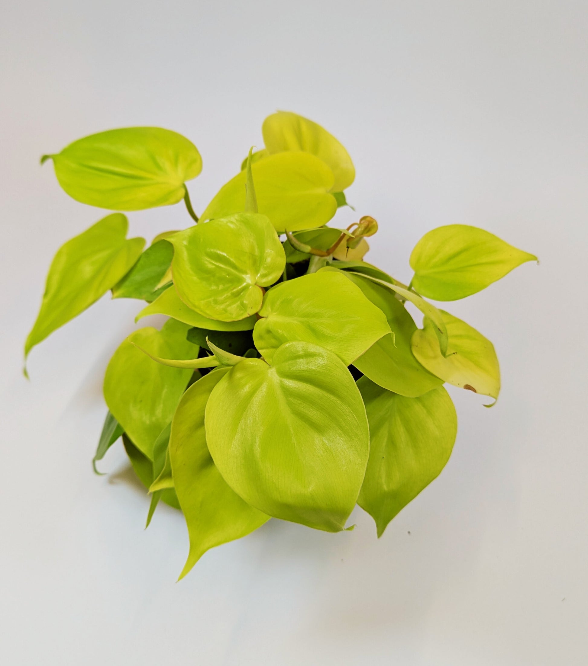 25cm Philodendron Lemon Mican 12cm Pot Houseplant