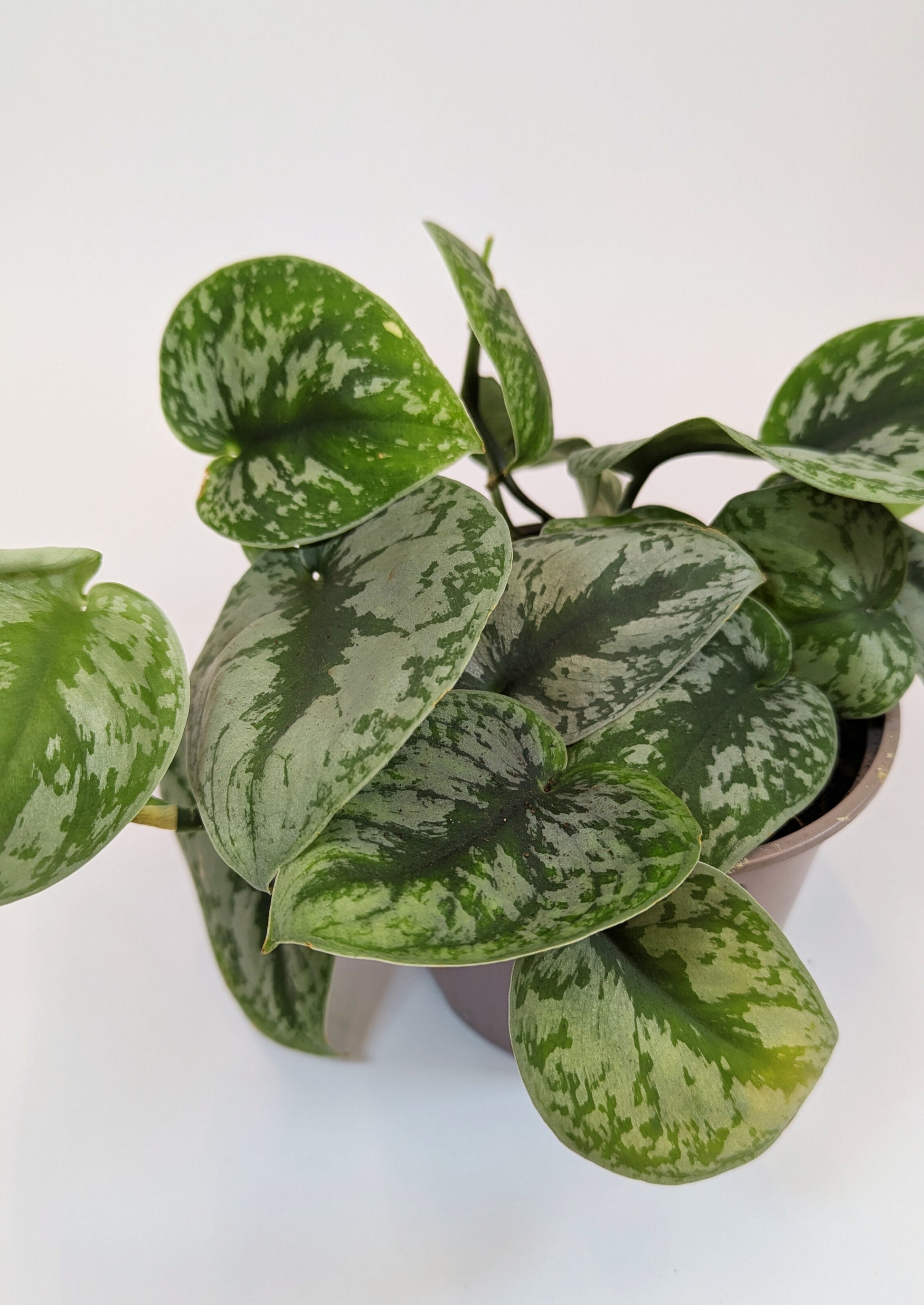 15 - 25cm Epipremnum Scindapsus "Trebie" Pothos 12cm Pot House Plant