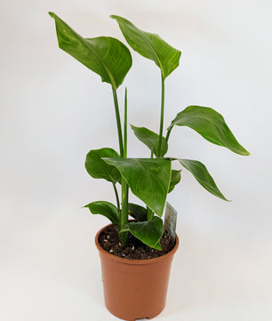 45 - 65cm Bird of Paradise (Strelitzia Nicolai) 15cm Pot