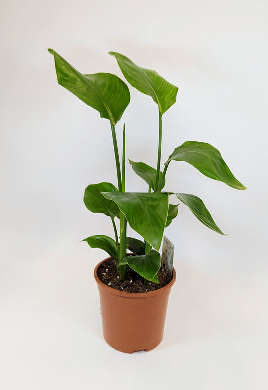 45 - 65cm Bird of Paradise (Strelitzia Nicolai) 15cm Pot