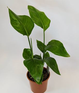 45 - 65cm Bird of Paradise (Strelitzia Nicolai) 15cm Pot