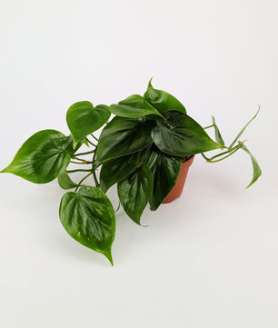 Philodendron Scandens Pothos 12cm Pot Houseplant