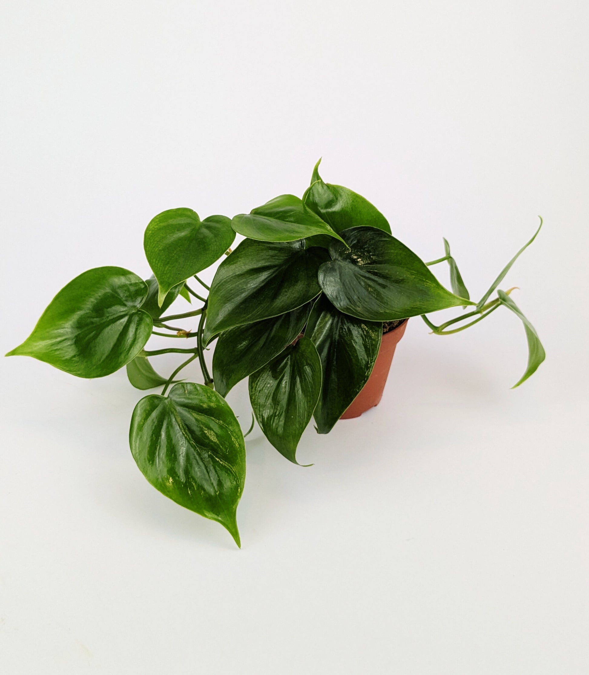Philodendron Scandens Pothos 12cm Pot Houseplant