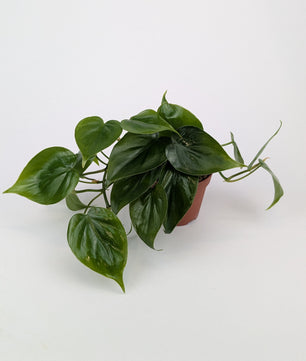 Philodendron Scandens Pothos 9cm Pot Houseplant