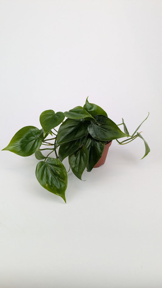 Philodendron Scandens Pothos 9cm Pot Houseplant