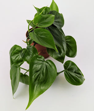 Philodendron Scandens Pothos 9cm Pot Houseplant