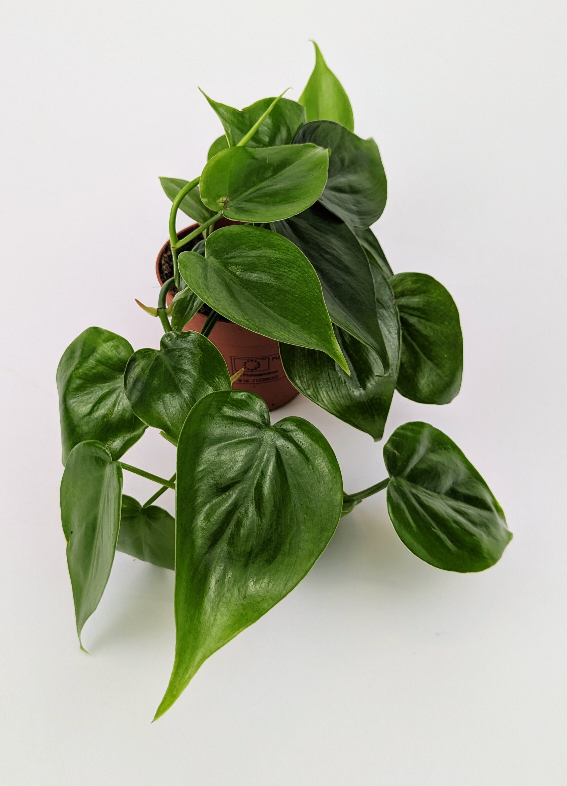 Philodendron Scandens Pothos 9cm Pot Houseplant