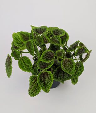 Pilea Moon Valley 12cm Pot House Plant