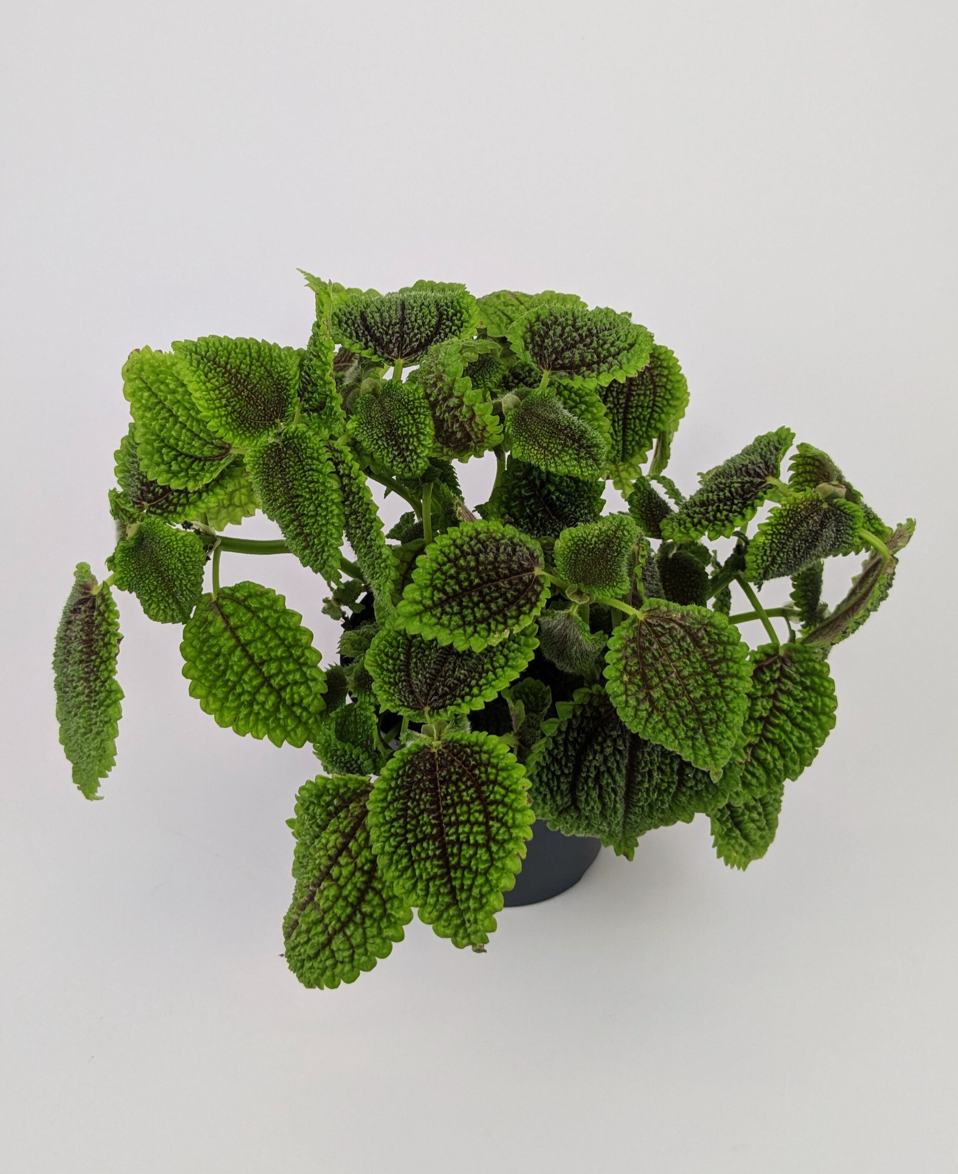 Pilea Moon Valley 12cm Pot House Plant