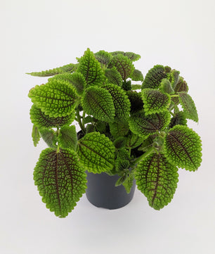 Pilea Moon Valley 12cm Pot House Plant