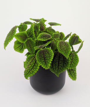 Pilea Moon Valley 12cm Pot House Plant