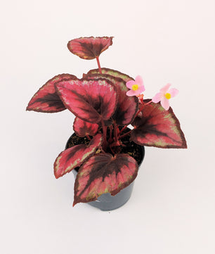 Begonia Rex 