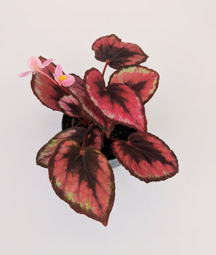 Begonia Rex 