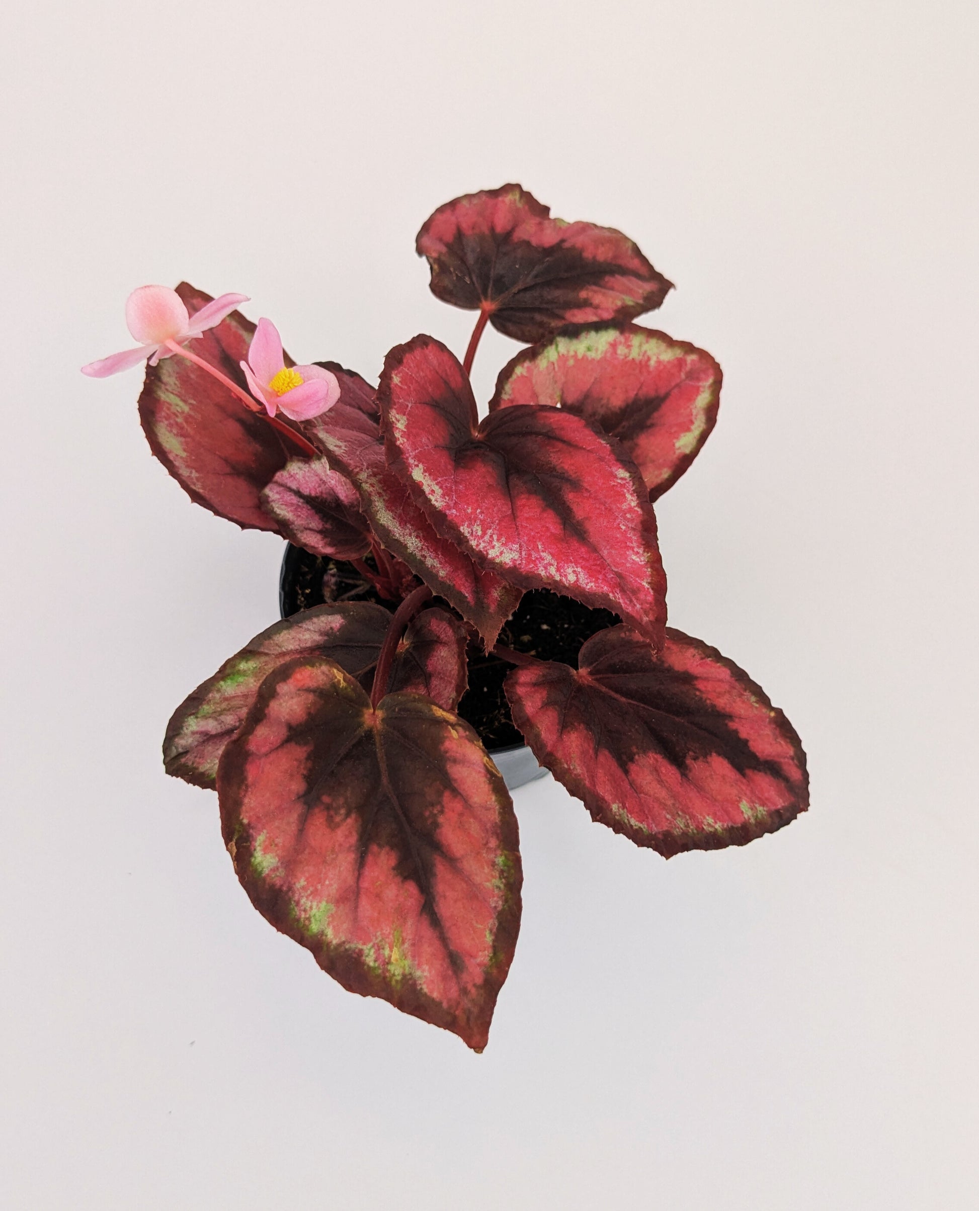 Begonia Rex "Red Bull" Magic 10.5cm Pot Houseplant