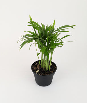 Chamaedorea elegans 'Parlour Palm' 8cm