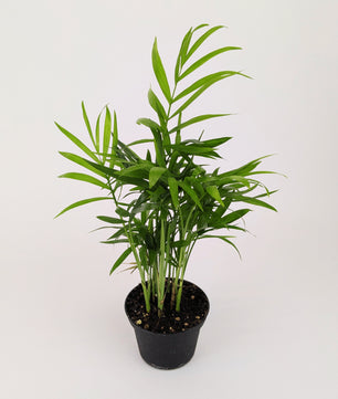 Chamaedorea elegans 'Parlour Palm' 8cm