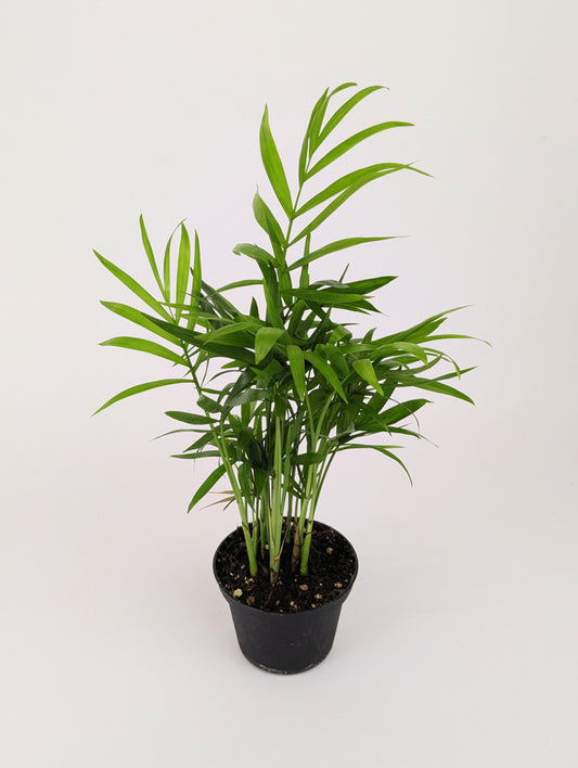 Chamaedorea elegans 'Parlour Palm' 8cm