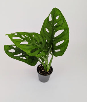 Monstera Adansonii Monkey Mask 7cm Pot Houseplant