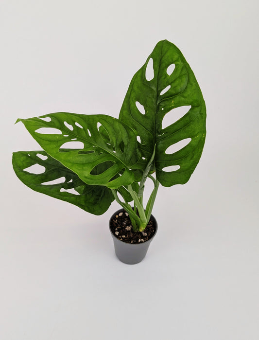 Monstera Adansonii Monkey Mask 7cm Pot Houseplant