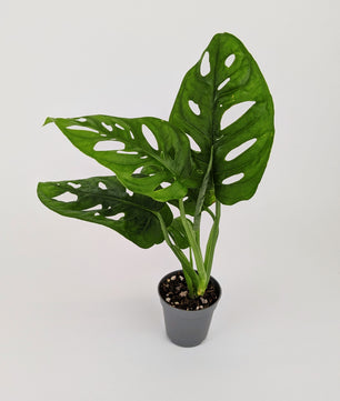 Monstera Adansonii Monkey Mask 7cm Pot Houseplant