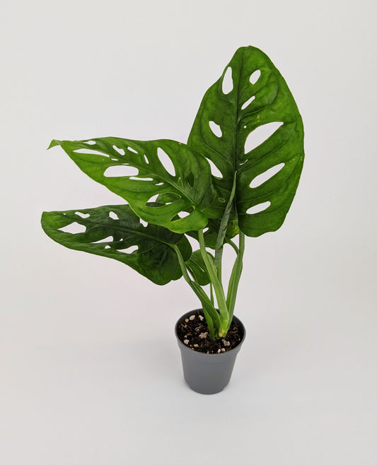 Monstera Adansonii Monkey Mask 7cm Pot Houseplant