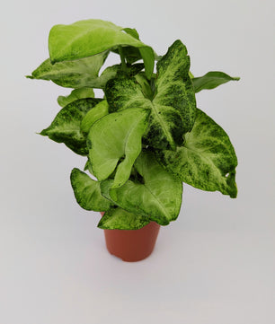Syngonium White Butterfly 12cm