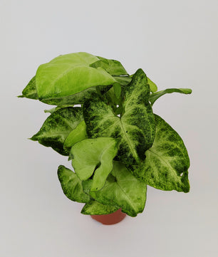 Syngonium White Butterfly 12cm