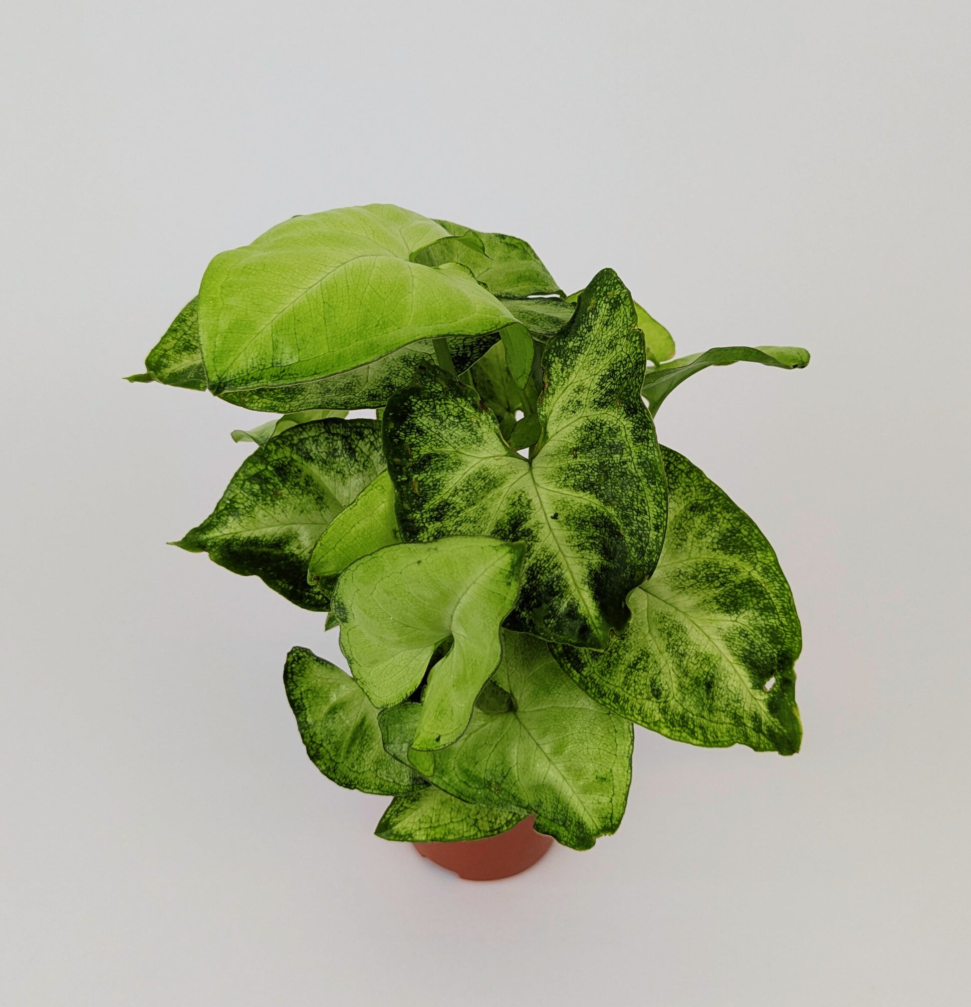 Syngonium White Butterfly 12cm
