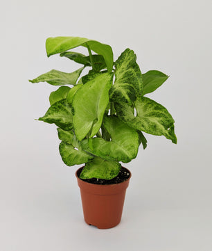 Syngonium White Butterfly 12cm