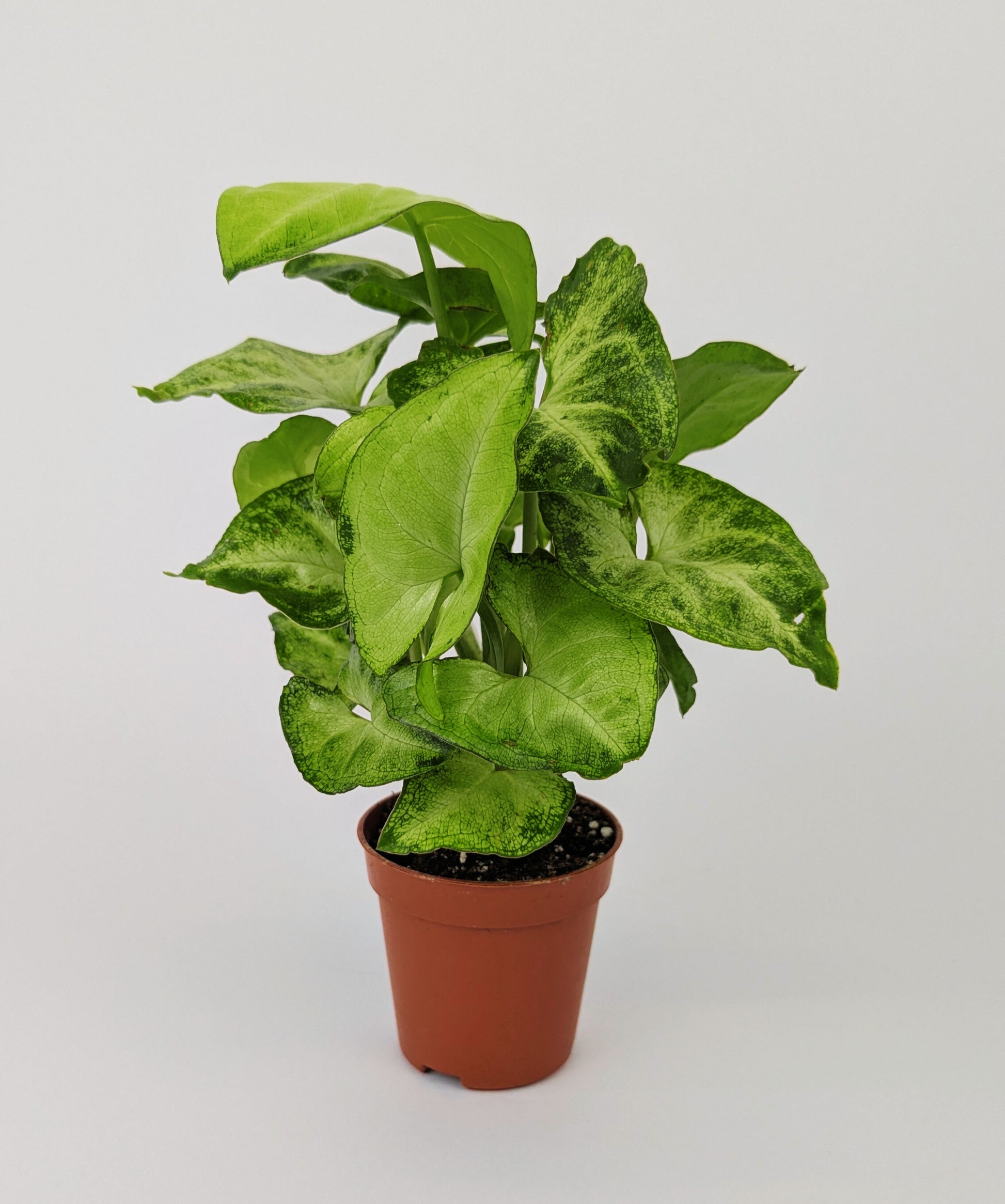 Syngonium White Butterfly 12cm
