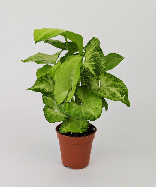 Syngonium White Butterfly 12cm