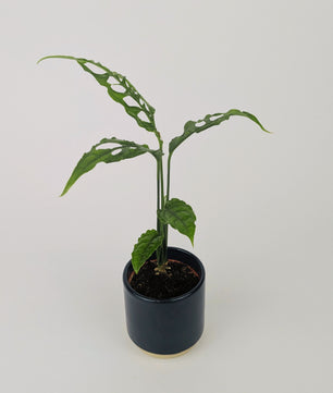 Monstera Obliqua Peru House Plant 7cm Pot