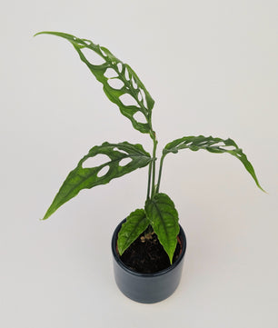 Monstera Obliqua Peru House Plant 7cm Pot