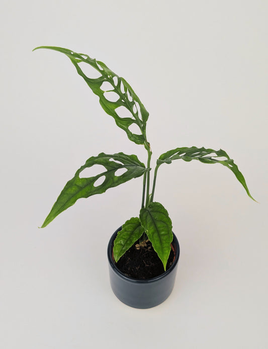 Monstera Obliqua Peru House Plant 7cm Pot